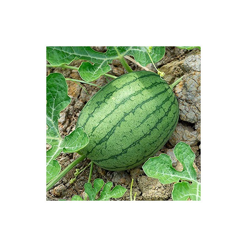 Watermelon Seeds - Garrisonian - 1 Oz ~400 Seeds -