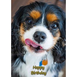 Cavalier King Charles Spaniel Dog Birthday Greeting Card