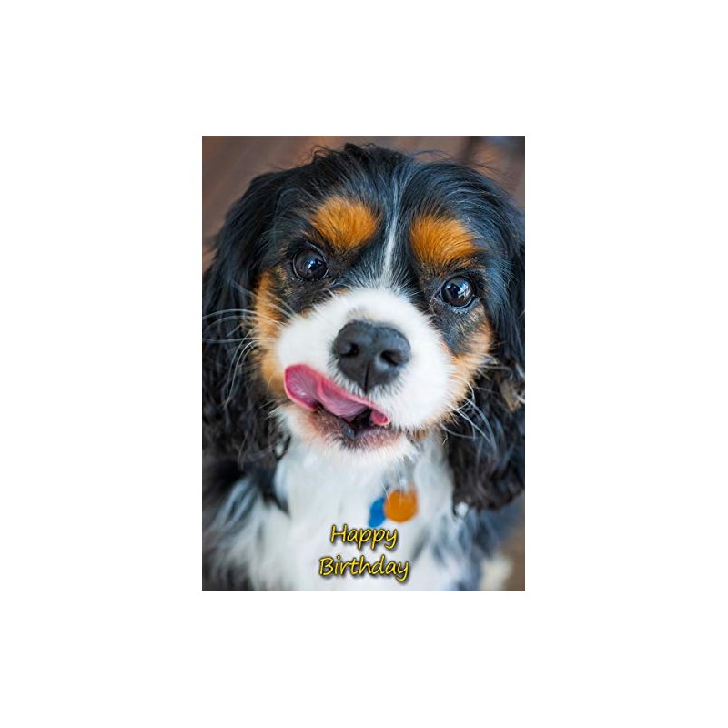 Cavalier King Charles Spaniel Dog Birthday Greeting Card