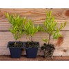 2 Pomegranate Tree's, Punica Granatum 'Wonderful', Thriving in 2.5" Nursery