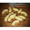1 Dozen Rubber Maggots #10-12 Pcs Crappie Jigs, Bulk Fishing