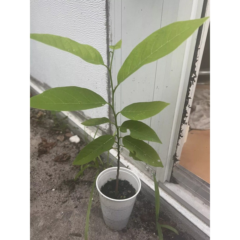 Tree 1 Sugar Apple Na Dai( Mãng Cầu Dai) 5”