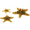 biOrb Ornament Natural Sea Star Set, Yellow