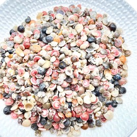 Lmlliang 130g Natural Mini Small Sea Conch Shells,Colored Snail Conch Shells for Crafts Wedding Decor Beach Theme Party, Fish Tank and Vase Filler Home Decor Shells Craft(6mm-10mm)