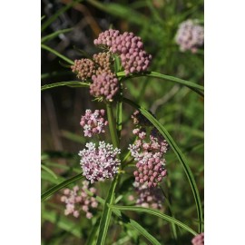 Does Not Apply Narrowleaf Milkweed Butterfly Asclepias fascicularis Premium Seed Packet Monarch