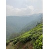 2025 Darjeeling First Flash OP Vintage 80g (Fuguri Farm)