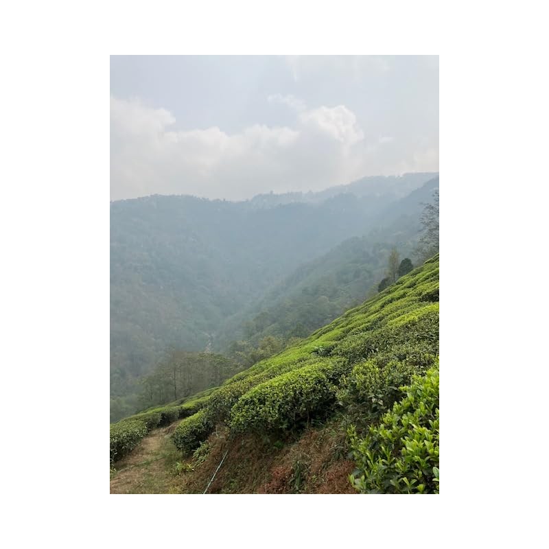 2025 Darjeeling First Flash OP Vintage 80g (Fuguri Farm)