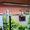 Hanging Aquarium Planter Cup, 1Pc Hanging Aquarium Planter with Hole,