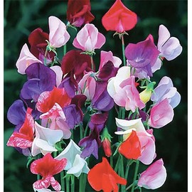 Fragrant Sweet Pea Seeds Climbimg Vine Up to 8' - Approximately 50 Seeds - Most Fragrant Sweet Peas - Lathyrus Odoratus