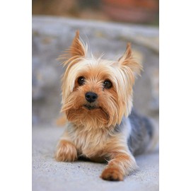 Jigsaw Puzzles 1000 Pieces Portrait of a Miniature Yorkshire Terrier Yorkie Wooden Puzzle Toys Games for Adults Family Party