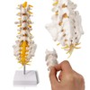 Sacrum Lumbar Spine Modelo