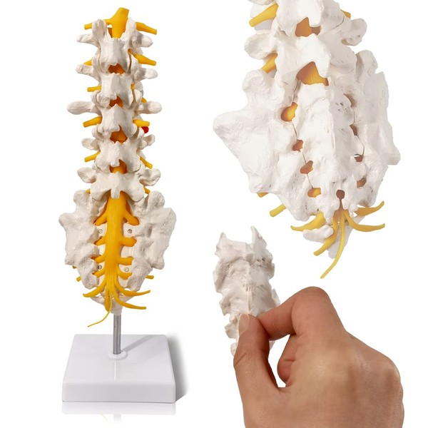 Sacrum Lumbar Spine Modelo