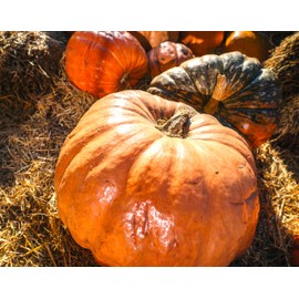 Seeds Pumpkin Big Max 20+ Seeds to Grow Massive Size Pumpkin