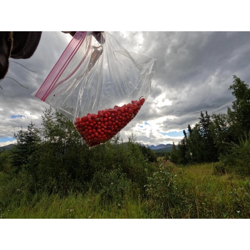 Alaska Wild Harvested Bunchberry Cornus Canadensis Alaska Wild Harvest 25