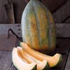Bidwell Casaba Melon 1 g ~35 Seeds - Vegetable Gardening