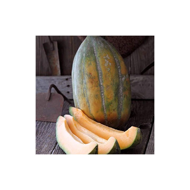 Bidwell Casaba Melon 1 g ~35 Seeds - Vegetable Gardening