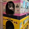 PAWVISH School Bus Cardboard Cat House and Scratcher, Play House,