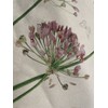 khevga Table Runner Spring Summer Table Decoration Allium Flower 150