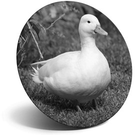 Destination Vinyl ltd Magnet for Refrigerator, Fridge BW - White Call Duck Ducks Cute for Office, Cabinet and Whiteboard, Magnetic Stickers, 38227