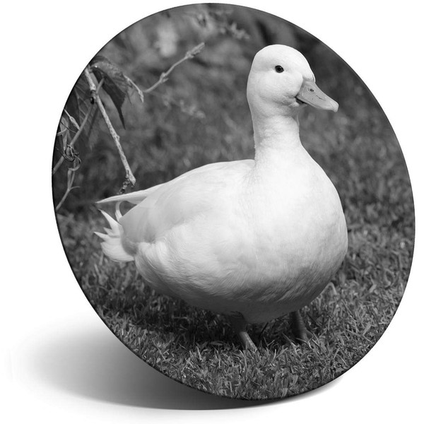 Destination Vinyl ltd Magnet for Refrigerator, Fridge BW - White