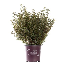 First Editions - Physocarpus op. Little Devil (Ninebark) Shrub, burgundy foliage, #3 - Size Container