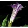 Seeds Bee Blooming White w/ Purple Stripe Devil Trumpet (Datura)