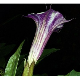 Seeds Bee Blooming White w/ Purple Stripe Devil Trumpet (Datura) Seeds  5-6 ft Tall  Comb S/H
