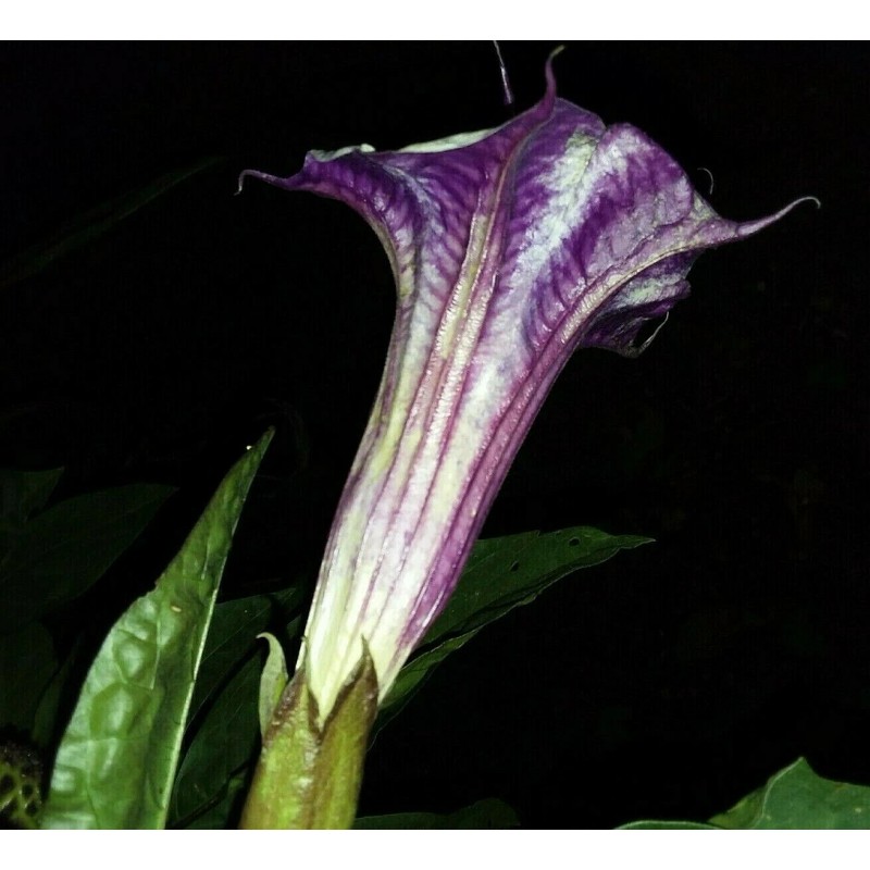 Seeds Bee Blooming White w/ Purple Stripe Devil Trumpet (Datura)