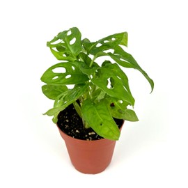 Swiss Cheese Plant Philodendron Adansonii Air Purifying Houseplant, 4" Pot