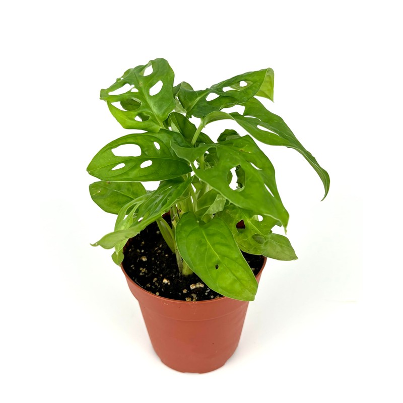 Swiss Cheese Plant Philodendron Adansonii Air Purifying Houseplant, 4" Pot