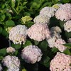 Wee Bit Innocent™ Bigleaf Hydrangea - 4" Pot - Proven