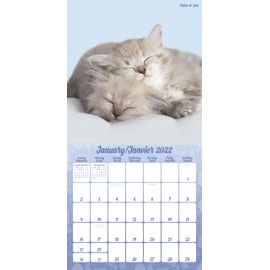 Mead 2022 Rachael Hale Cats Wall Calendar, 12 x 12 Inches, Bilingual, 16-Months (DDF5832822)