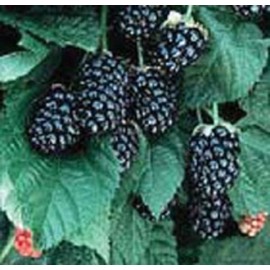 Chester blackberry bush live plant NEW Rubus