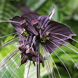 5 Seeds Black Bat Flower Seeds Attracts Butterflies Rare Unique Brilliant White Color Sun or Shade Hummingbirds Love! Tacca chantrieri