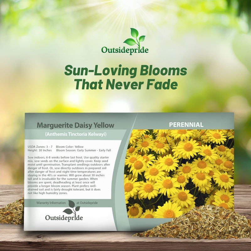 Outsidepride Yellow Marguerite Daisy Seeds - 10000 Pcs. Perennial Drought-Tolerant