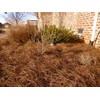 USA Pine Straw - Premium Pine Needle Mulch (Pine Needle