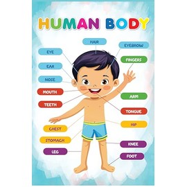 VI_CHAIN Set of 20 Educational Posters for Toddlers 1-3, Laminated Toddler learning posters Waterproof with Alphabet, Numbers, Colors, Shapes, among others, Preschool Whiteboard - marker writable.