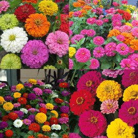 1000+ Crazy Blend Zinnia Seeds for Planting Non-GMO Mixed Color Zinnia Flowers Seeds for Home Yard Heirloom Wildflower Seeds