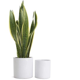 Belari White Planters - Plant Pots Indoor - Ceramic Pots for Plants - White Plant Pot with Drainage - Flower Pots Indoor - Snake Plant Pot / Succulent Pots (White Mid Century Planter Set)