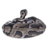 Hi-Line Gift 87680-B Regius Ball Python Statue