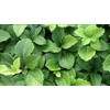 Pachysandra Terminalis 'Green Carpet' Groundcover - 100 Bare Root Plants