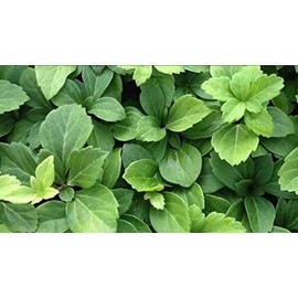 Pachysandra Terminalis 'Green Carpet' Groundcover - 100 Bare Root Plants