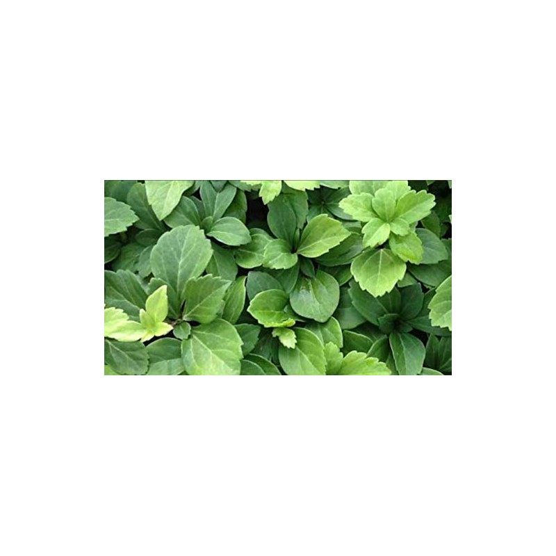 Pachysandra Terminalis 'Green Carpet' Groundcover - 100 Bare Root Plants