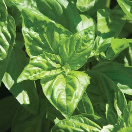 David's Garden Seeds Herb Basil Pesto Italian Large Leaf 9446 (Green) 200 Non-GMO, Heirloom Seeds