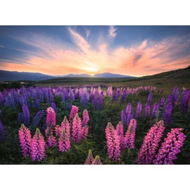 Ravensburger Puzzle 12000688 - Nature Edition, Lupins - 500 Pieces Puzzle for Adults and Children from 12 Years, Puzzle with Flowers, Blue