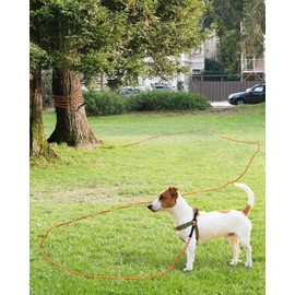 Taglory Dog Tie Out, Long Dog Leash 15FT 30FT 50FT 66FT, Recall Training Leash with 2 Swivel Hooks for Large Medium Small Dogs Walking, Camping, or Backyard, Orange 15FT