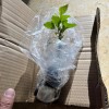 FixtureDisplays Rose Of Sharon Hibiscus Organic Live Plant w/ Roots