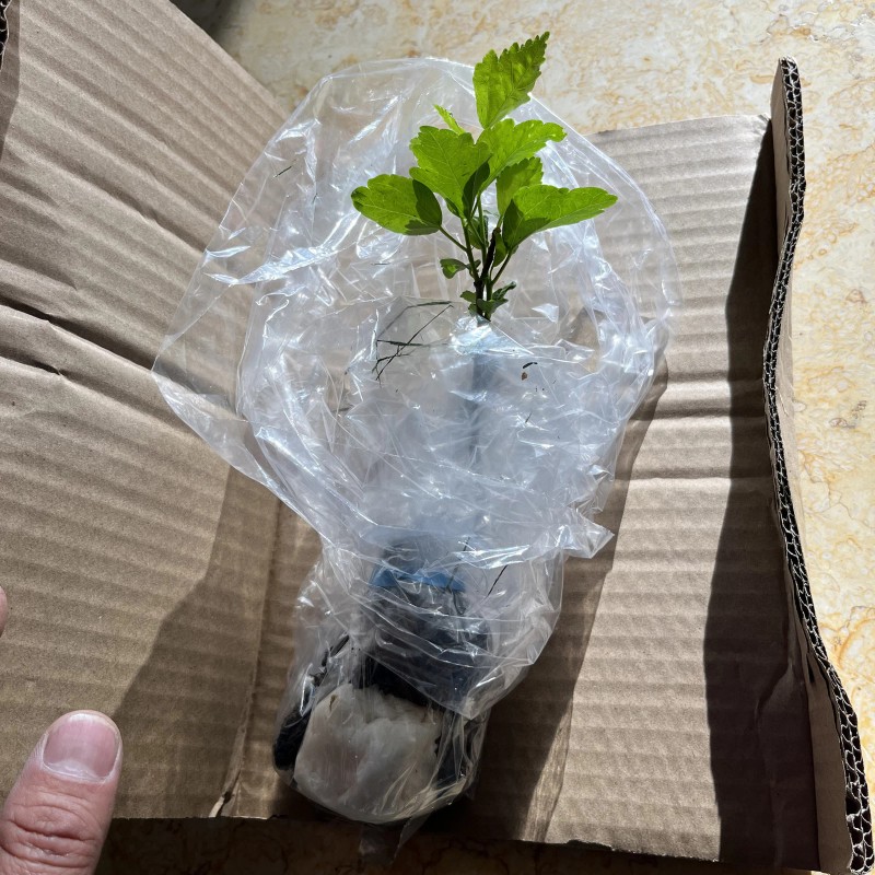 FixtureDisplays Rose Of Sharon Hibiscus Organic Live Plant w/ Roots