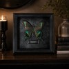 Real Handmade Taxidermy Butterfly Framed Gothic Baroque Art Home Decor