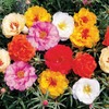 22Day Seeds: Seeds Moss Rose Mix/Portulaca grandiflora/Annual Flowers